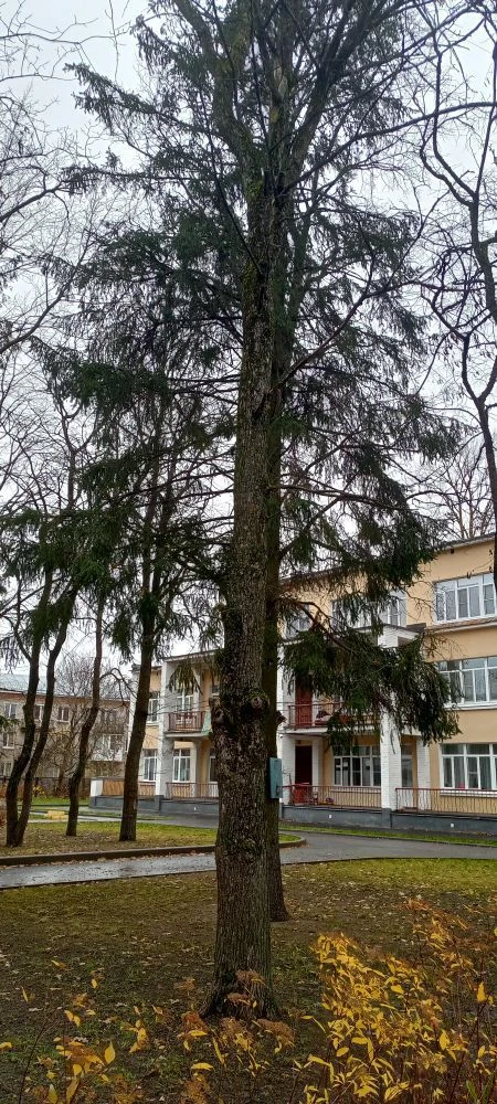 ГБДОУ детский сад  № 10 Петродворцового района Санкт-Петербурга