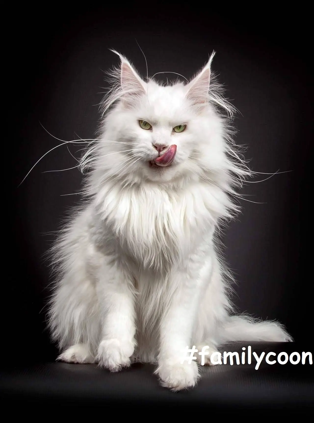 МЕЙН-КУН / FAMILYCOON Клуб любителей, владельцев