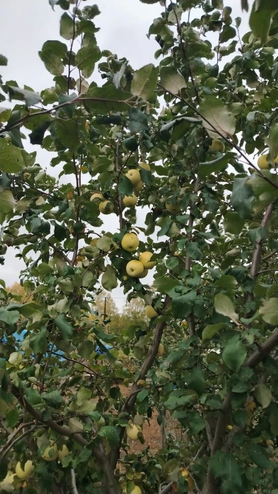 МБОУ "Артемьевская СОШ"