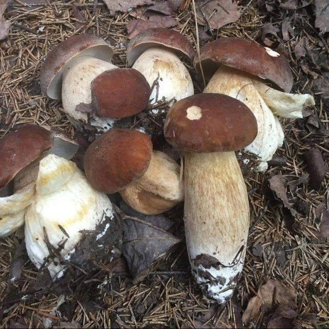 Грибы и рыбалка в Подмосковье