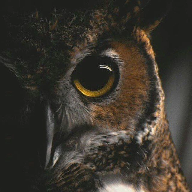 +1 умная мысль - цитаты и философия