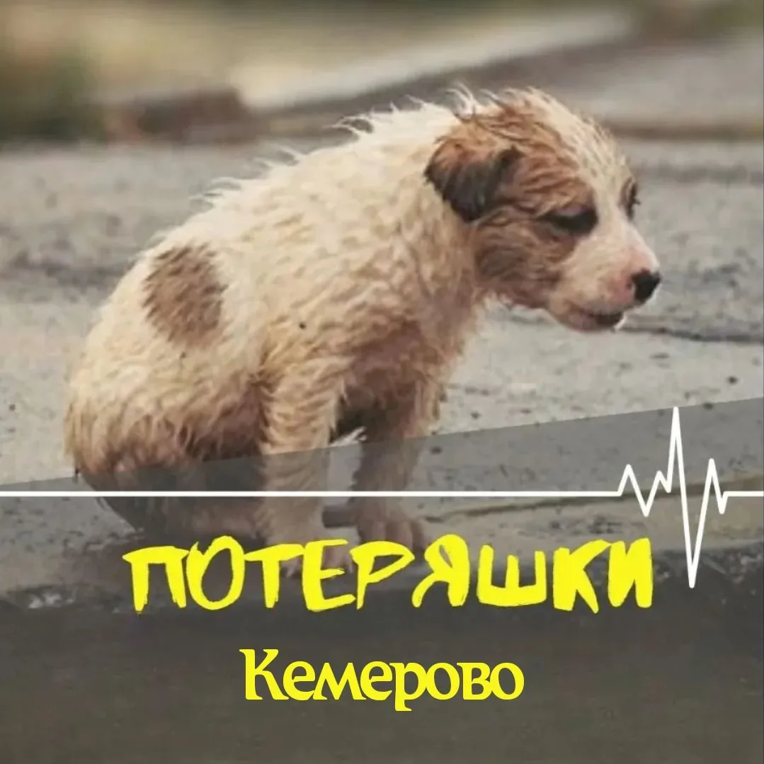ПОТЕРЯШКИ Кемерово — канал в мессенджере MAX