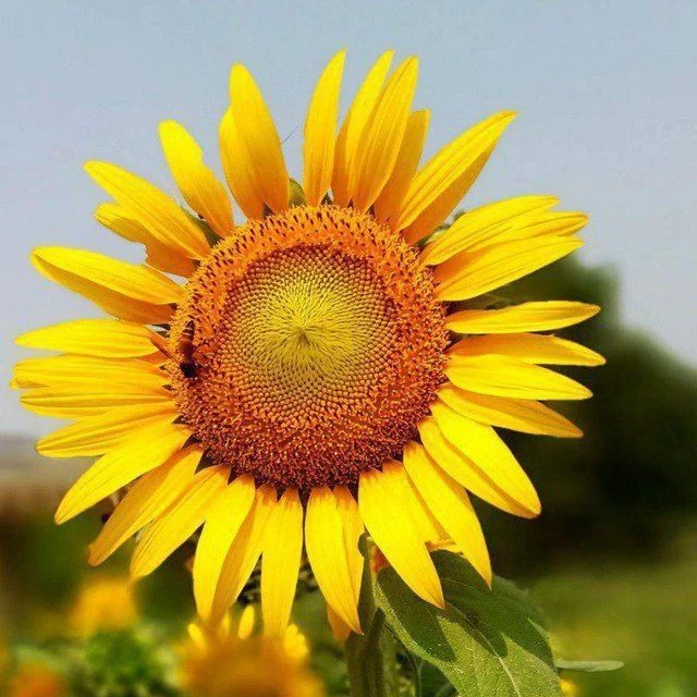 МБОУ "Лобановская школа - детский сад" Джанкойский район