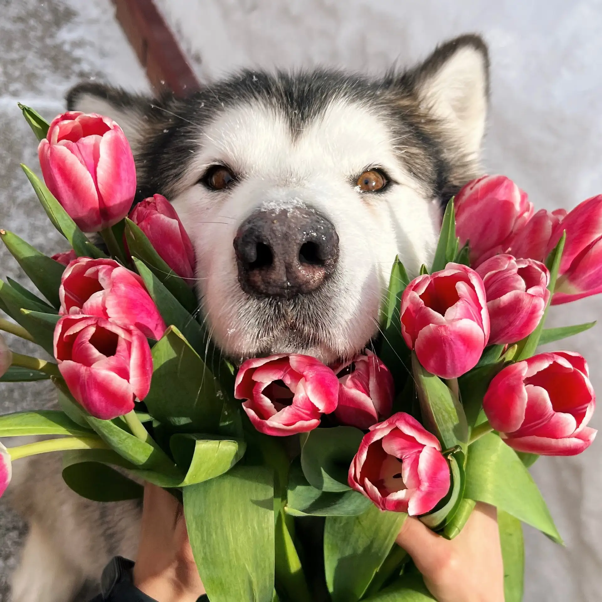 Маламутка Криспи — канал в мессенджере MAX