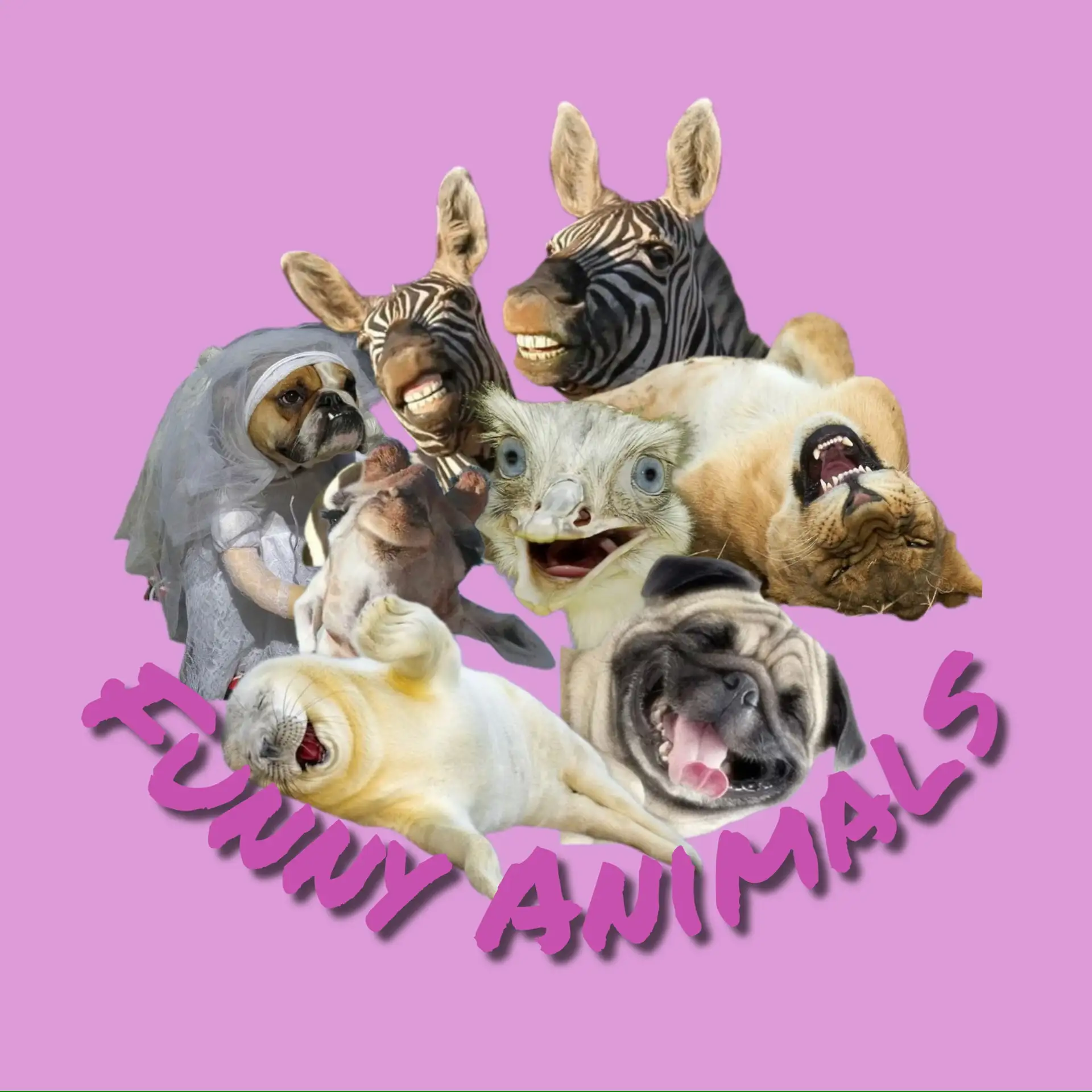 Funny Animals -животные, смешные животные, смешные видео, юмор, приколы, собаки, кошки, обезьяны. — канал в мессенджере MAX