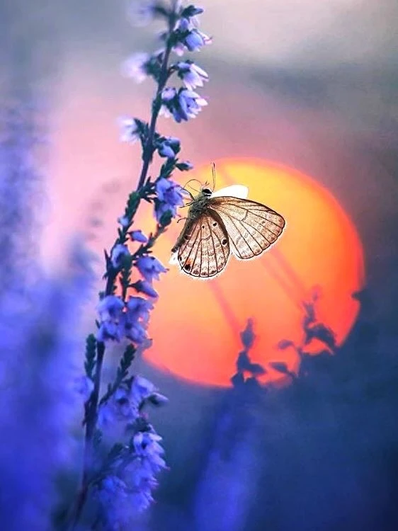 Островок Вдохновения.