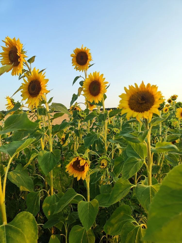 Переезд на юг. Ольга и Роман🌻