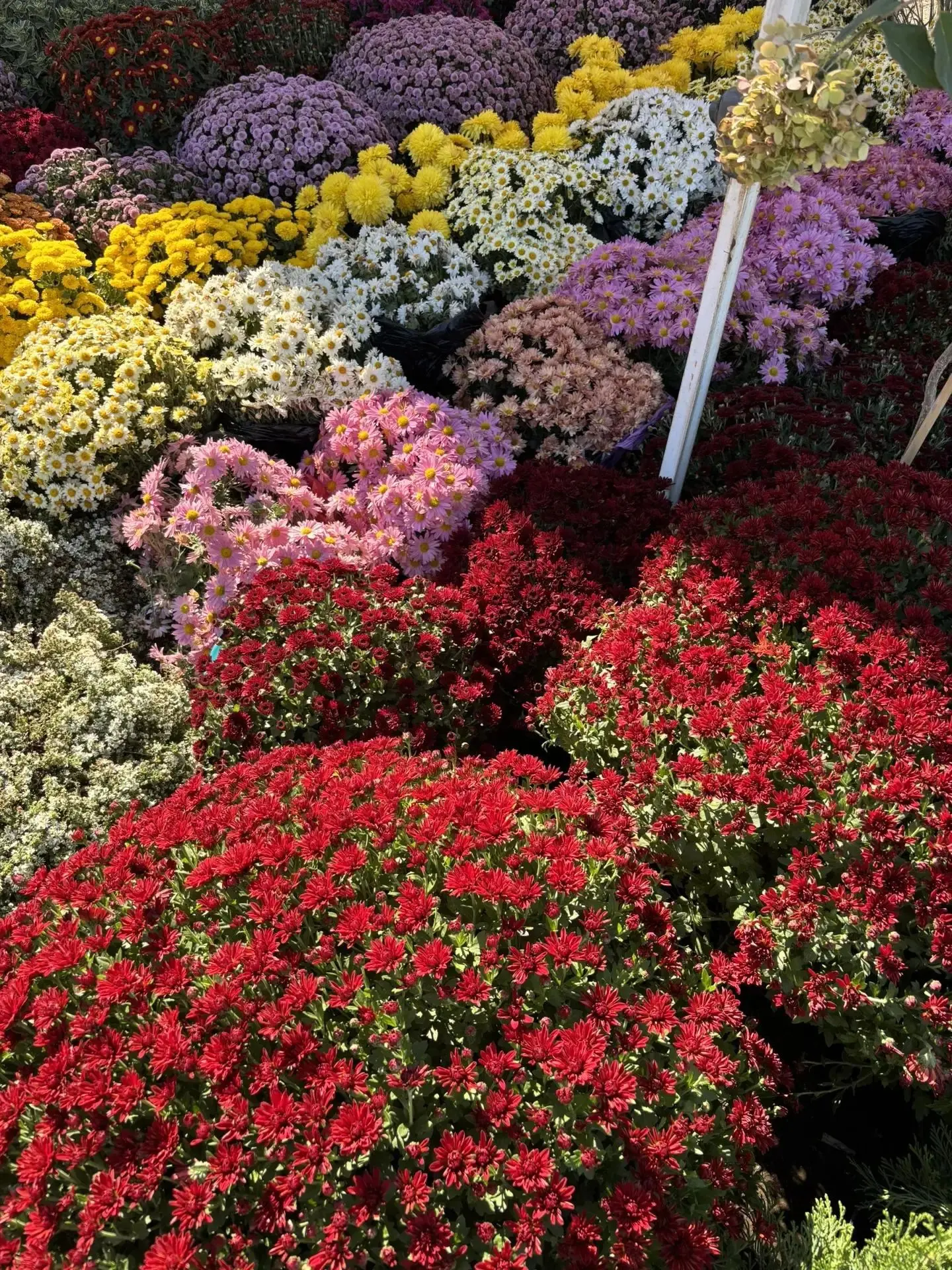 Садовая выставка в Краснодаре