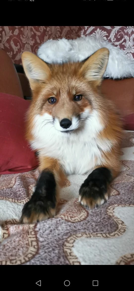 Лисы в Доме