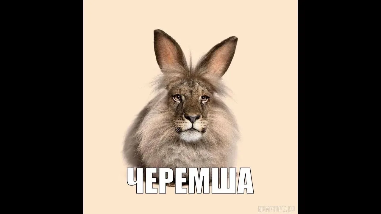 Черемша