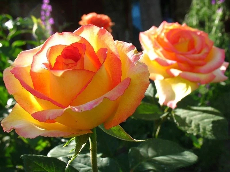 Про Рассада