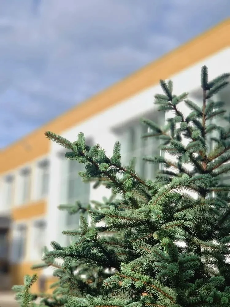 Школа родная, девятая наша