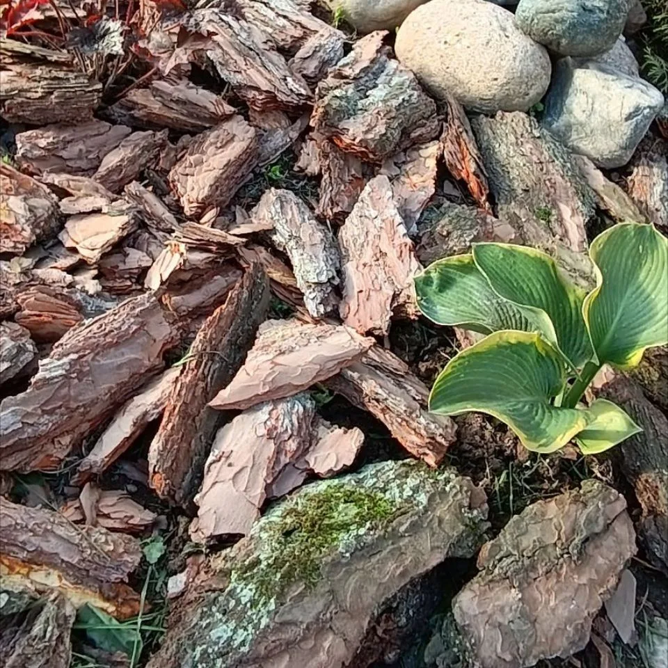 ✅Мульча сосновая кора🌿🪵Петровских 🪵 — канал в мессенджере MAX