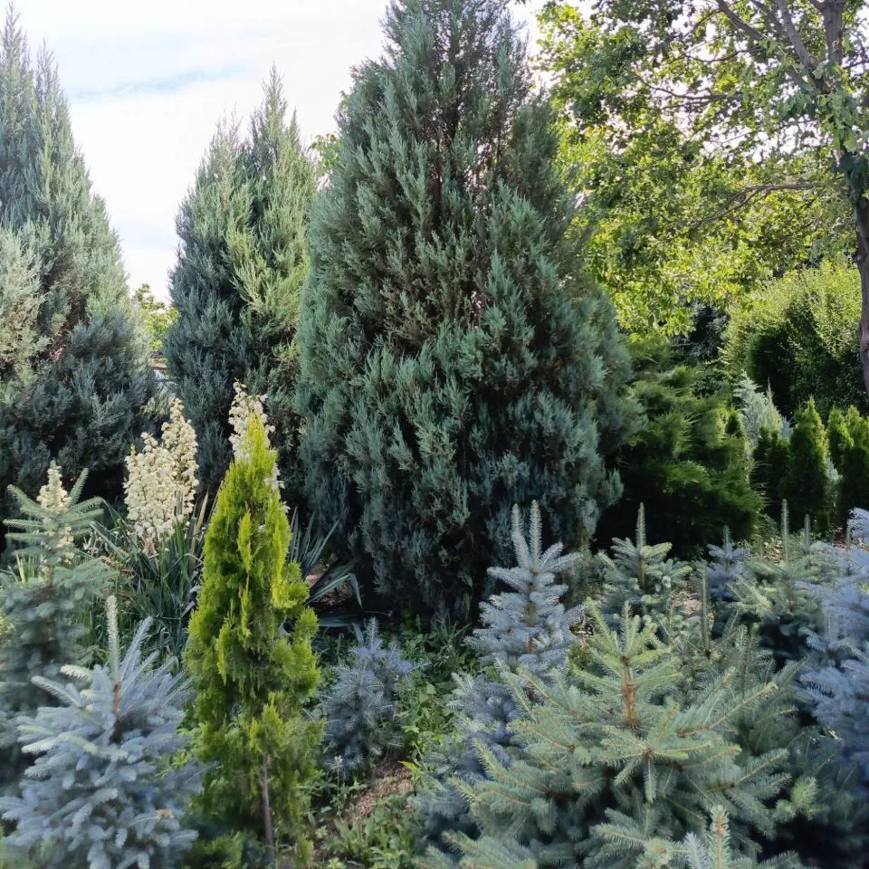 "Елочный питомник" - декоративные и хвойные растения 🌲🪴🍁🌿🌳 — канал в мессенджере MAX
