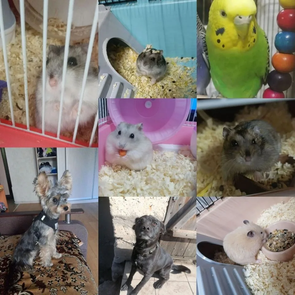 🤟 Пушистые комочки: жизнь хомячков🐹попугаихи🦜и пёсиков🐶 — канал в мессенджере MAX
