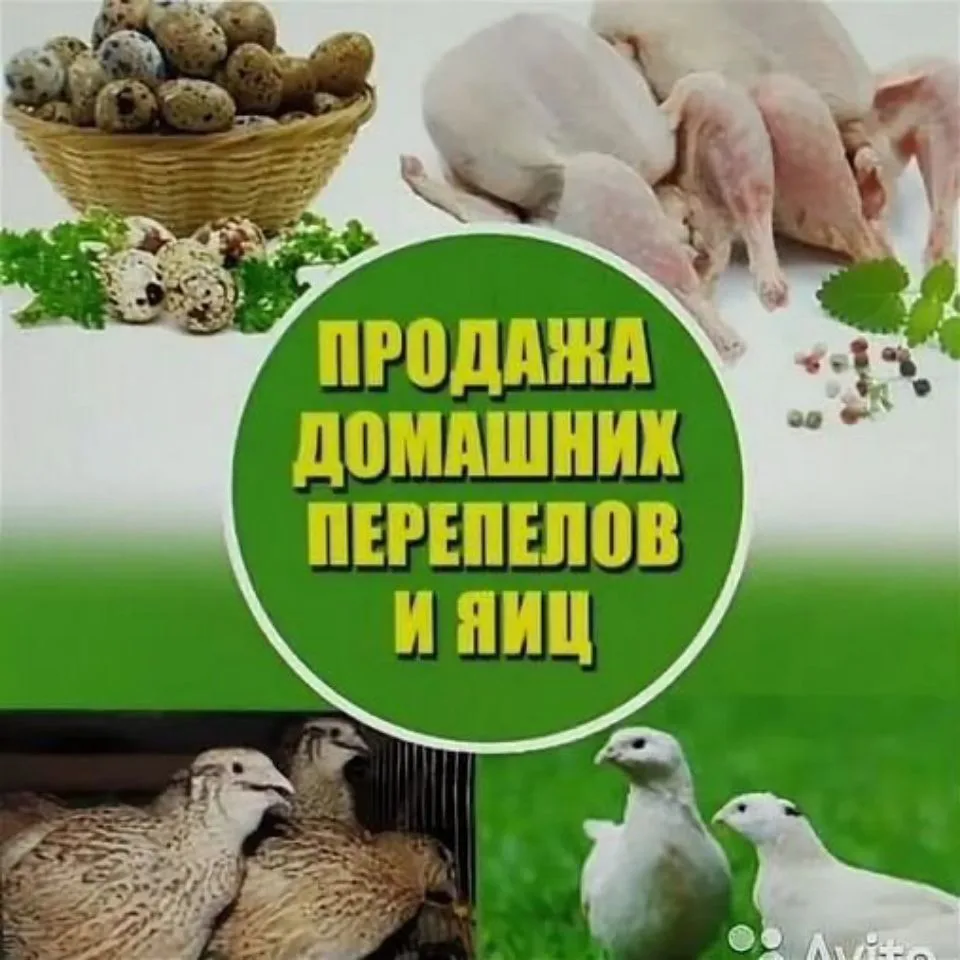 Домашняя Перепелинная ферма "перепелочка" — канал в мессенджере MAX