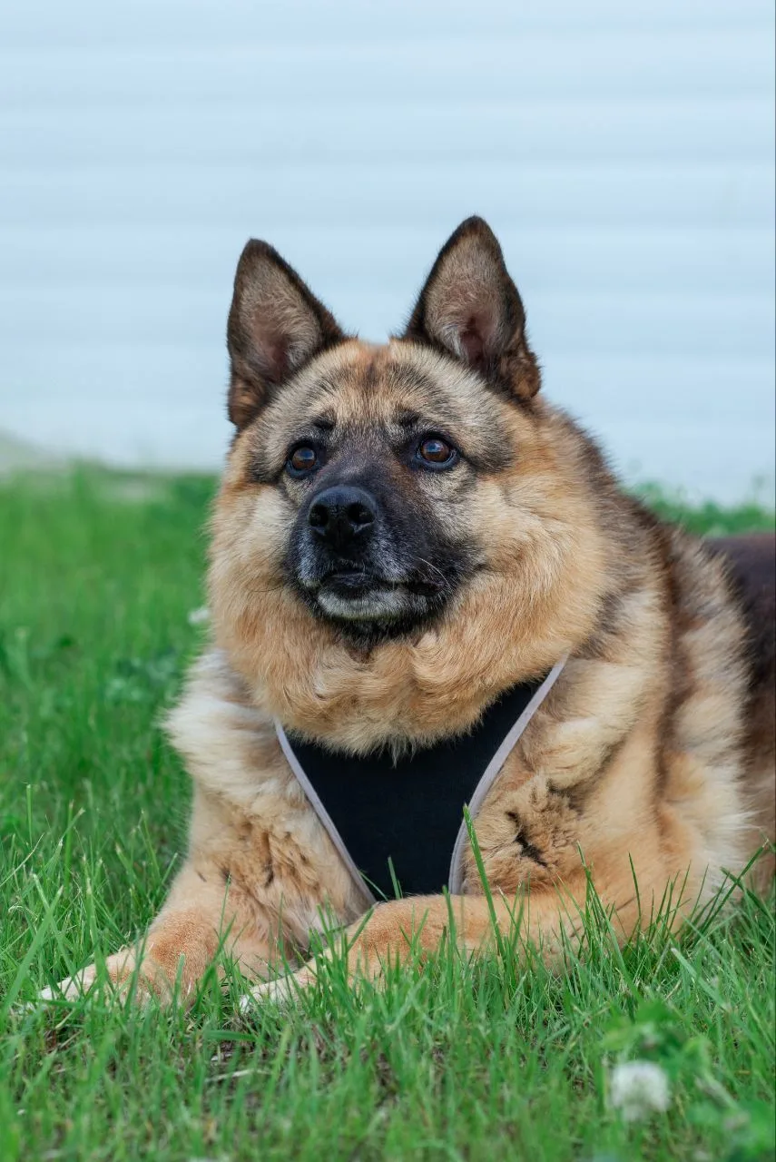 ZOOHELP_DOGS ПРИЮТ Пушистый Друг ТиНАО, бывший Кожуховский