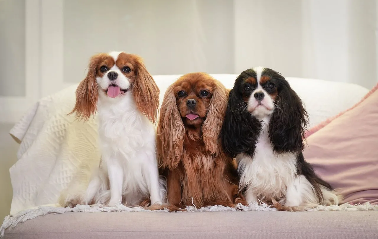 Кавалер Кинг Чарльз Спаниель в России