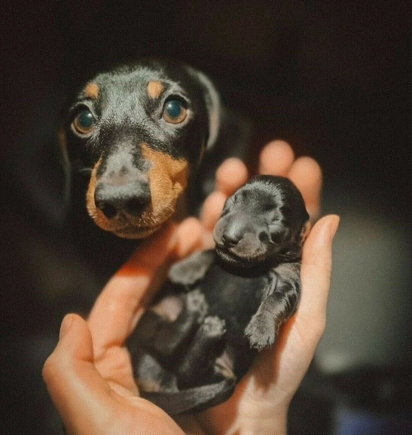 🐶Таксмания