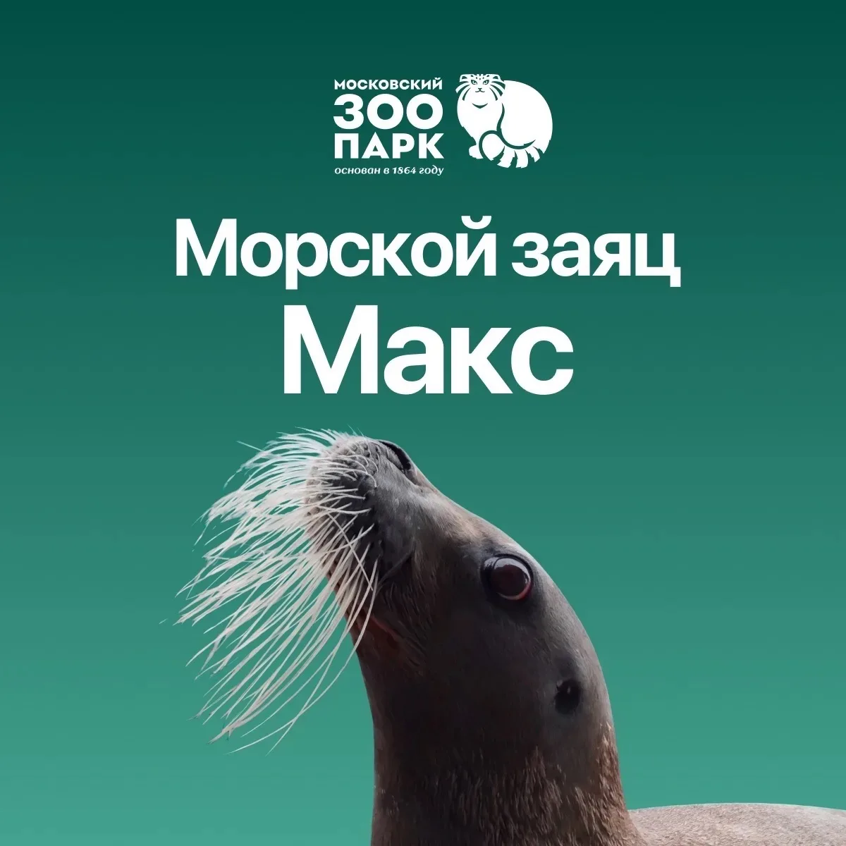 Морской заяц Макс — канал в мессенджере MAX