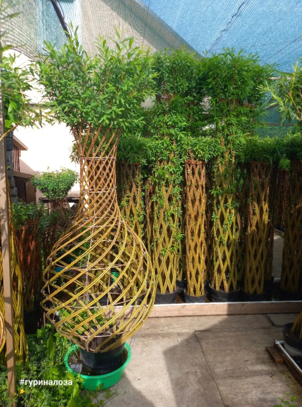 Живые плетеные деревья