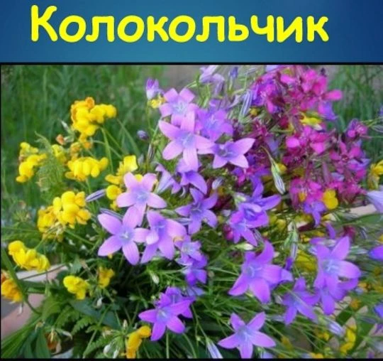 МКДОУ "Липковский д/с "Колокольчик "