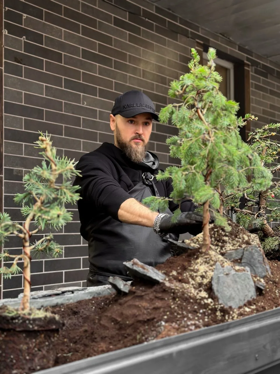 Лес Бонсай | Ландшафтный дизайн | ландшафт | бонсай