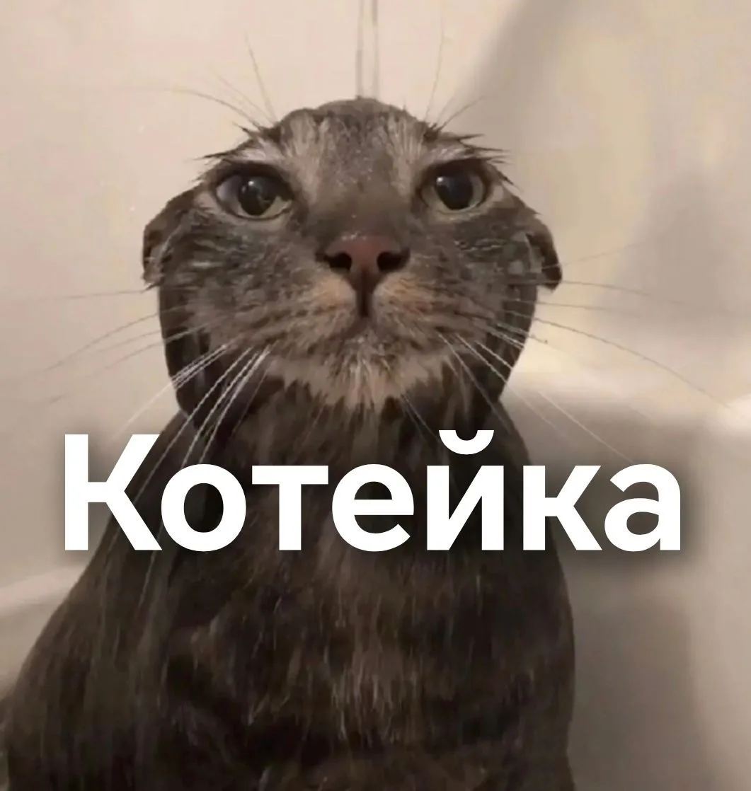 Котейка — канал в мессенджере MAX