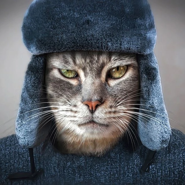 Кошкин Сибиряк — канал в мессенджере MAX