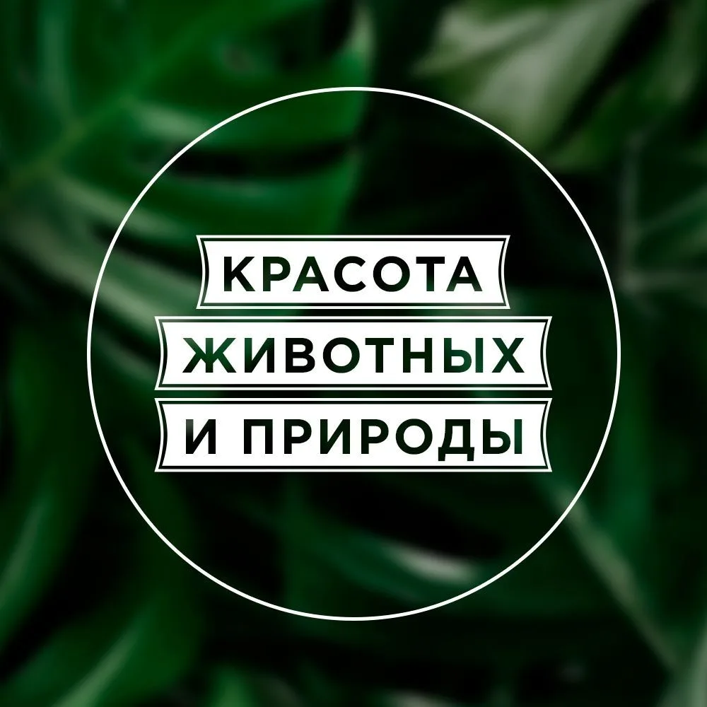 Красота животных и природы — канал в мессенджере MAX