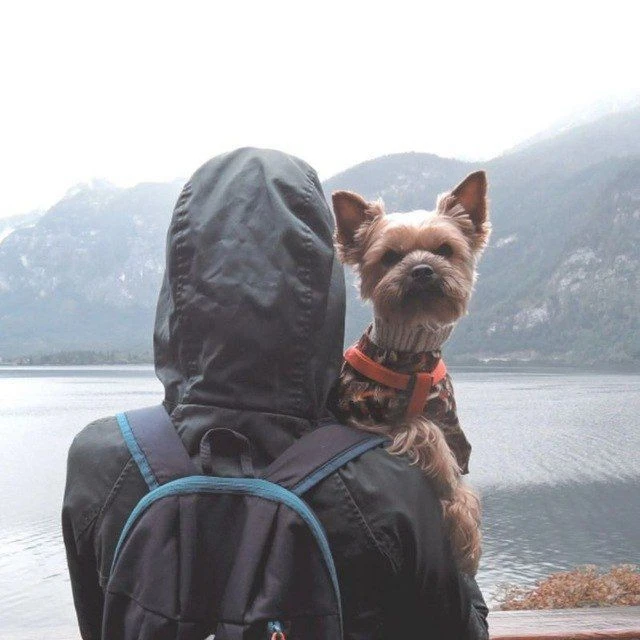 Woof Travel Vanlife 🚐🌍🐶 | на автодоме из Соболя — канал в мессенджере MAX
