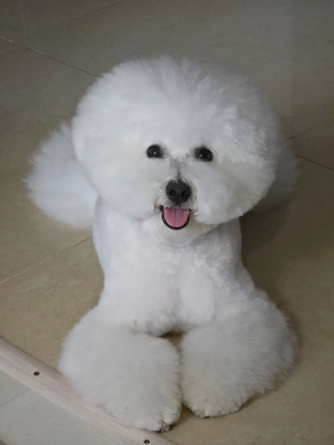 Бишон Фризе приключения Фунтика!