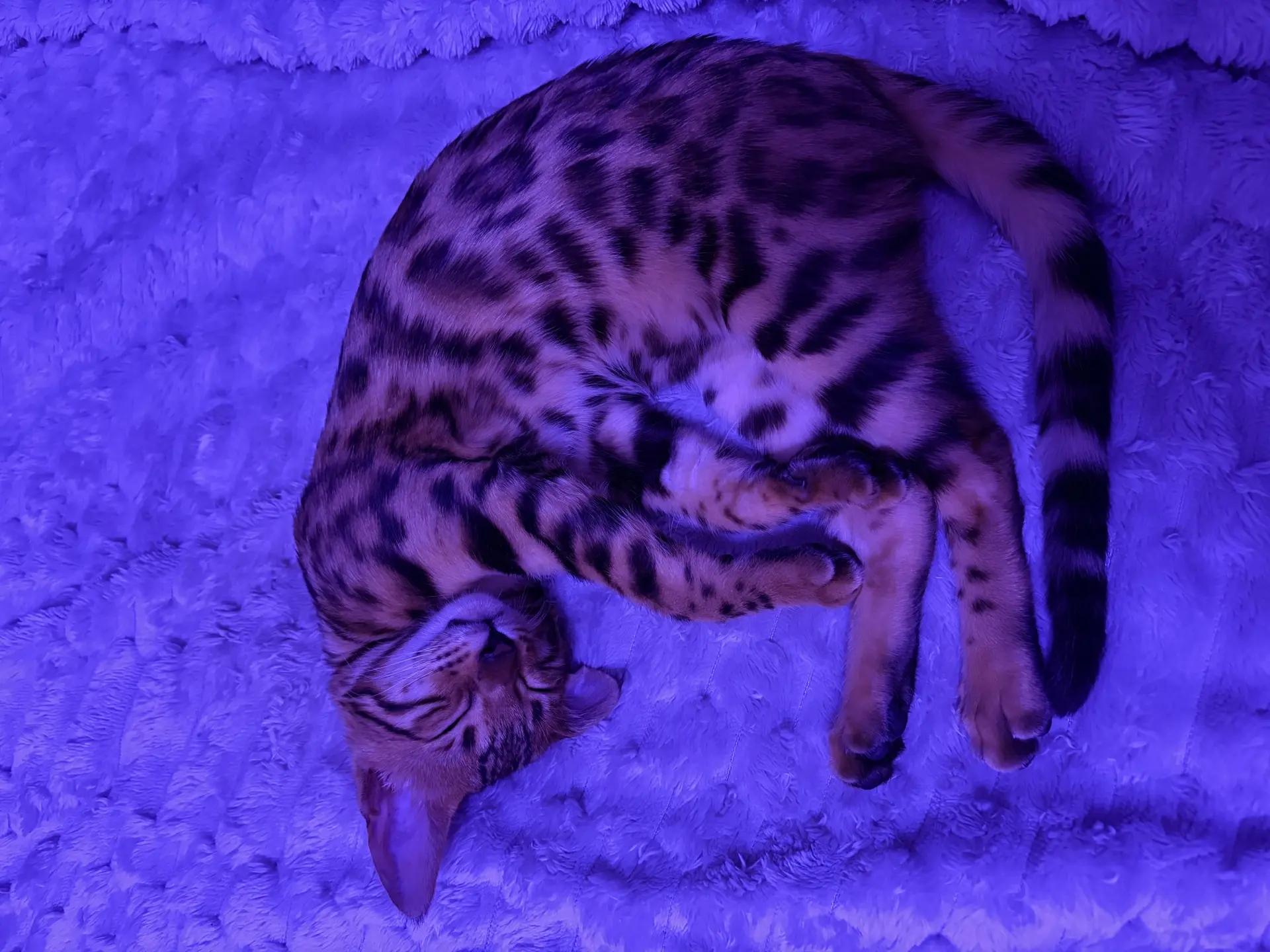 Маргарита. — канал в мессенджере MAX
