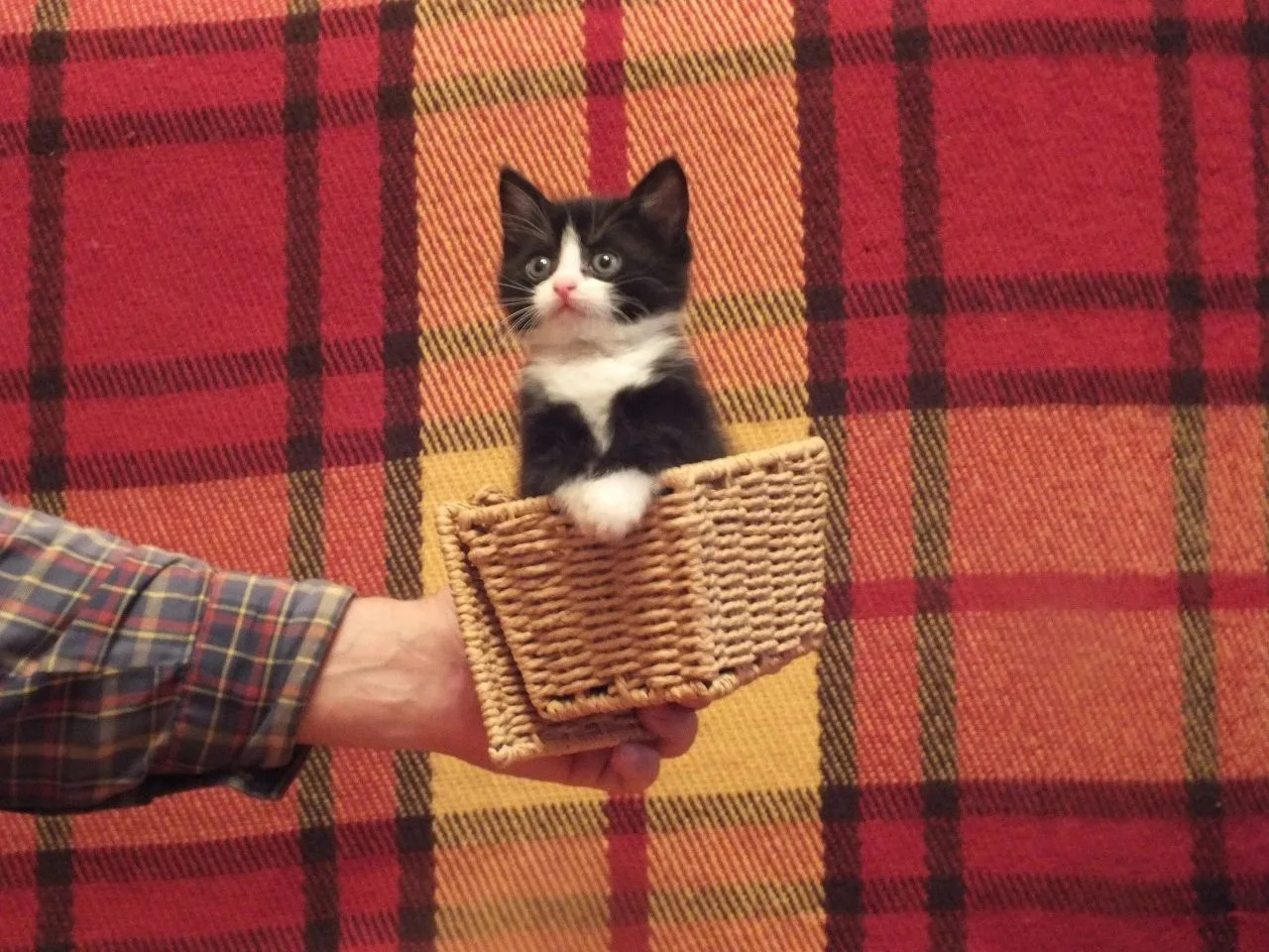 Котики-накотики      коты/кошки/домашние животные /любимцы — канал в мессенджере MAX