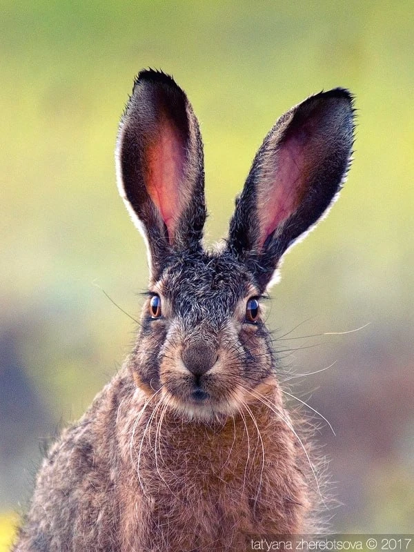 Дикая Природа Крыма. My-Mriya