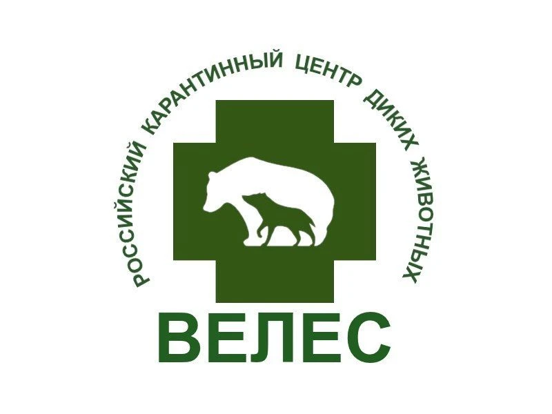 РКЦентр «ВЕЛЕС» — помощь диким животным — канал в мессенджере MAX