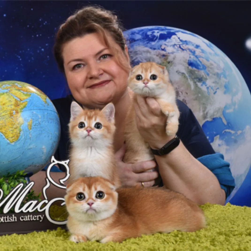 МакСел - Шотландские котята в Москве — канал в мессенджере MAX