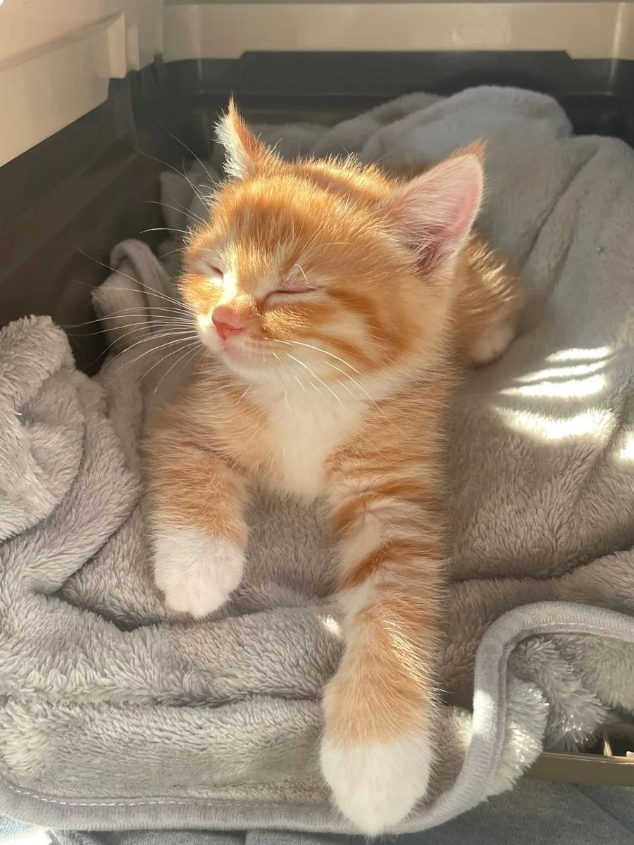Котята — канал в мессенджере MAX