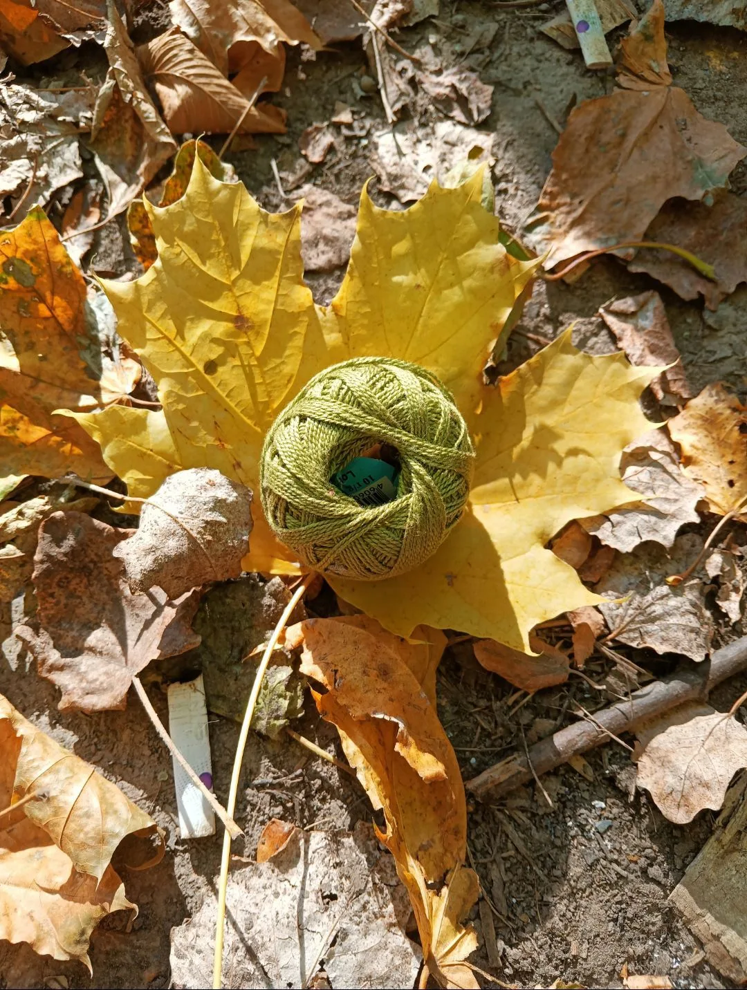 Подлесок🌿
