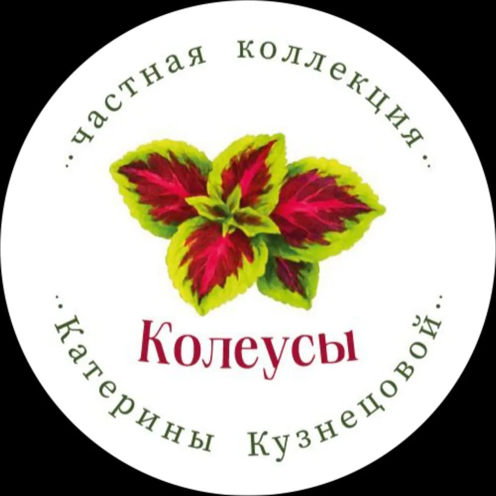 Колеусы | Каталог | Частная коллекция Катерины Кузнецовой — канал в мессенджере MAX