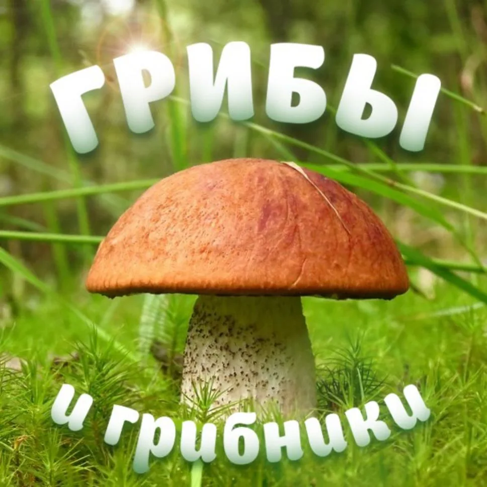 Грибы и Грибники