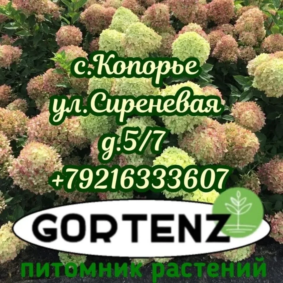 "GORTENZ🌱"питомник растений в Копорье — канал в мессенджере MAX