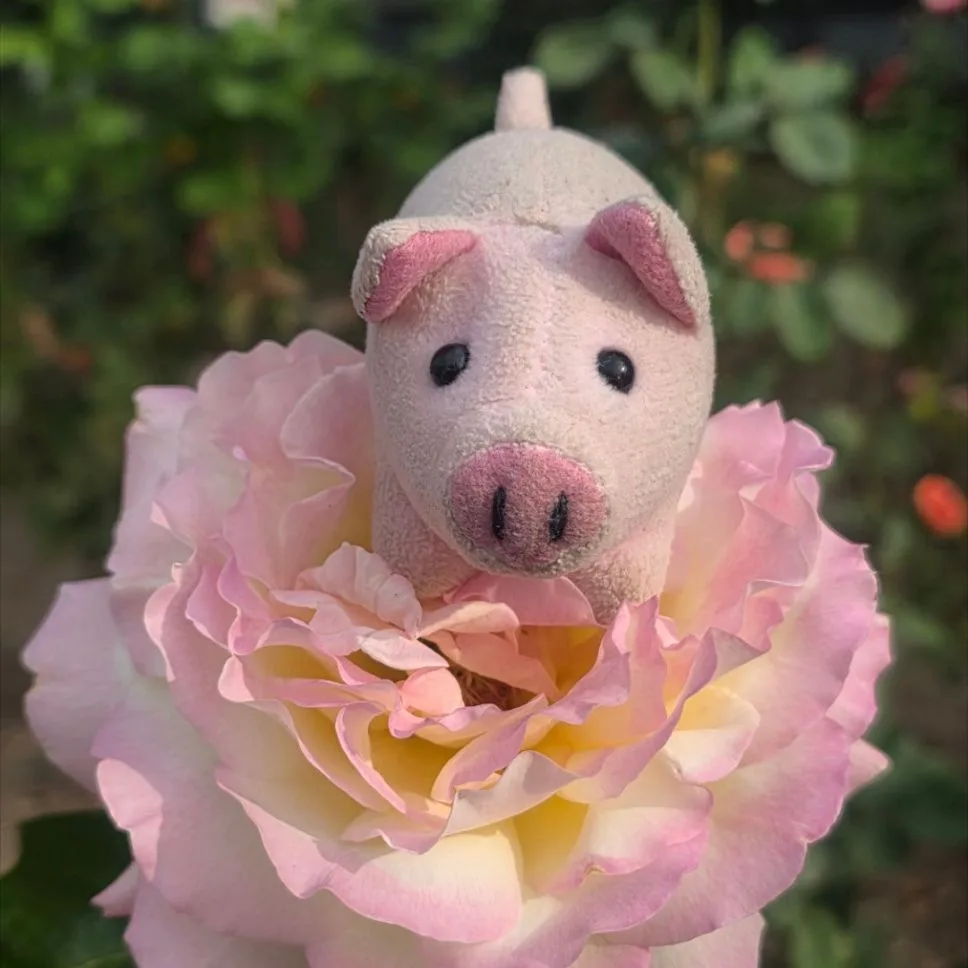 Хрюля путешественница 🐽✈️