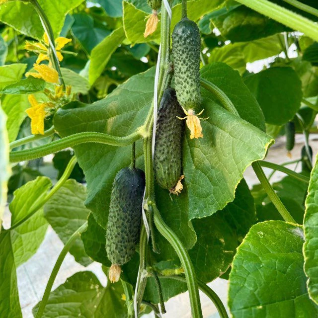 АО-Тепличное Тамбов