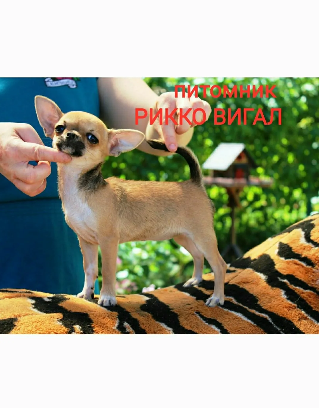 Чихуахуа щенки РИККО ВИГАЛ — канал в мессенджере MAX