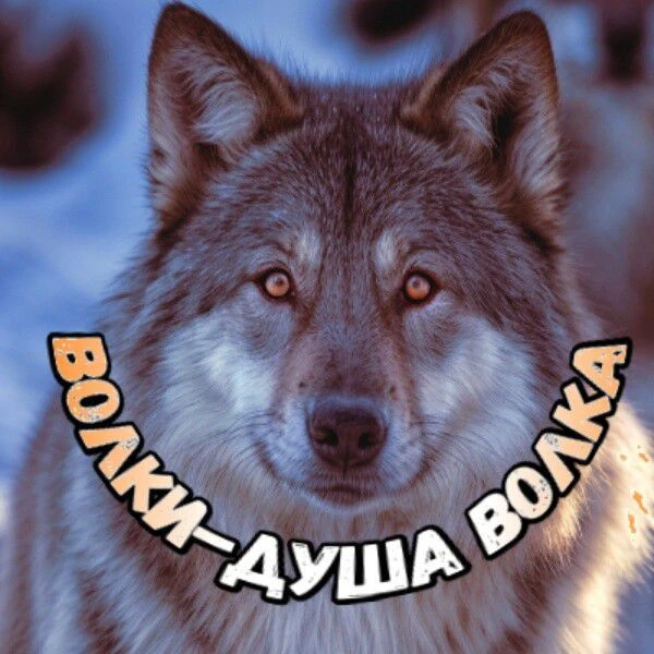 Волки-душа волка — канал в мессенджере MAX