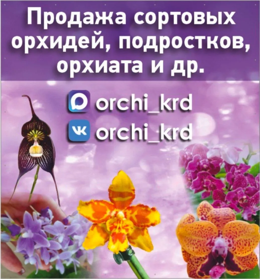 Продажа сортовых орхидей, подростков, орхиаты и т.д. — канал в мессенджере MAX