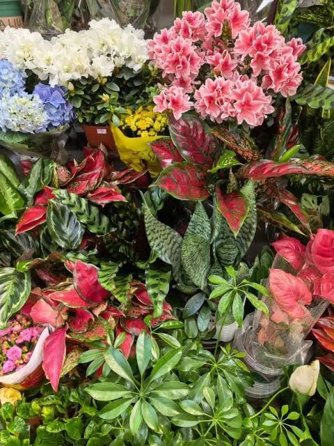 🌹ЦВЕТЫ МОДИСС ВЕТЛУГА🌹 — канал в мессенджере MAX
