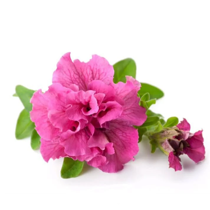 Ксюнин сад. Саженцы и растения в Клину