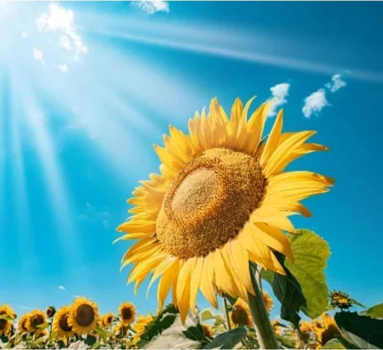 Логотип канала